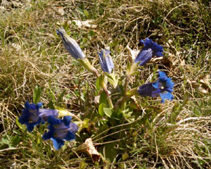 Gentiana acaulis (click per ingrandire l'immagine)