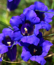 Gentiana acaulis (click per ingrandire l'immagine)