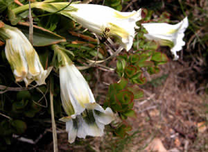 Gentiana acaulis (click per ingrandire l'immagine)