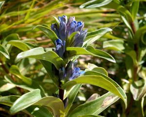 Gentiana cruciata