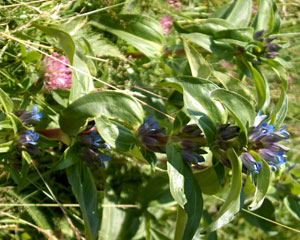 Gentiana cruciata (click per ingrandire l'immagine)