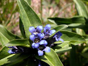 Gentiana cruciata (click per ingrandire l'immagine)