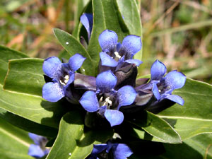 Gentiana cruciata (click per ingrandire l'immagine)