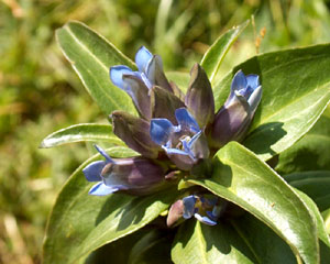 Gentiana cruciata (click per ingrandire l'immagine)