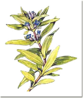 Gentiana cruciata