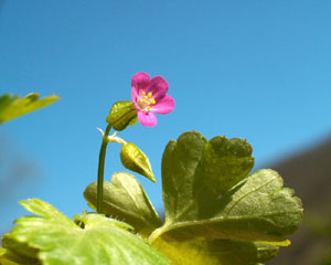 Geranium lucidum (click per ingrandire l'immagine)