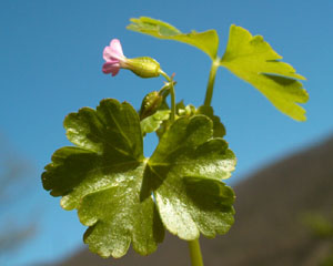 Geranium lucidum (click per ingrandire l'immagine)