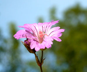 Geranium nodosum (click per ingrandire l'immagine)