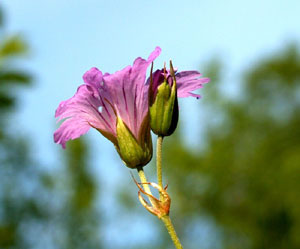 Geranium nodosum (click per ingrandire l'immagine)