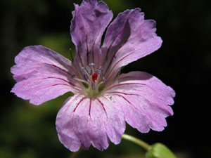 Geranium nodosum (click per ingrandire l'immagine)