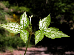 Geranium nodosum (click per ingrandire l'immagine)