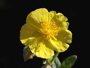 Helianthemum nummularium (click per ingrandire l'immagine)