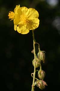 Helianthemum nummularium (click per ingrandire l'immagine)