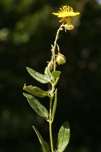 Helianthemum nummularium (click per ingrandire l'immagine)