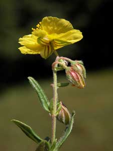 Helianthemum nummularium (click per ingrandire l'immagine)