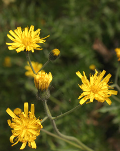 Hieracium pictum (click per ingrandire l'immagine)