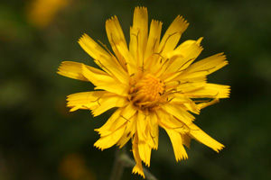 Hieracium pictum (click per ingrandire l'immagine)