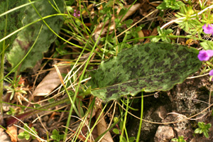 Hieracium pictum (click per ingrandire l'immagine)