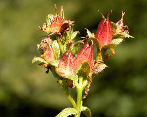 Hypericum richeri (click per ingrandire l'immagine)