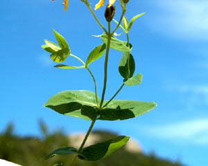 Hypericum richeri (click per ingrandire l'immagine)