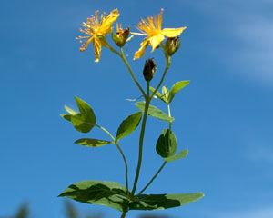 Hypericum richeri (click per ingrandire l'immagine)