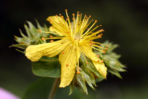 Hypericum richeri (click per ingrandire l'immagine)