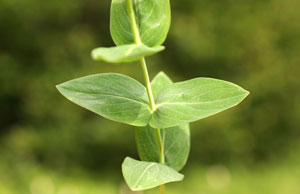 Hypericum richeri (click per ingrandire l'immagine)