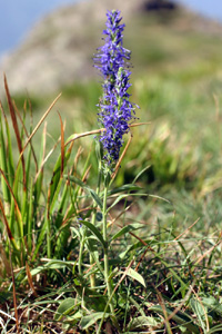 Hyssopus officinalis (click per ingrandire l'immagine)