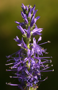 Hyssopus officinalis (click per ingrandire l'immagine)