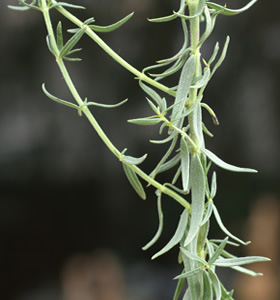 Hyssopus officinalis (click per ingrandire l'immagine)