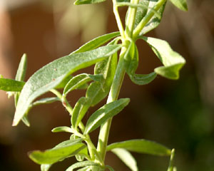 Hyssopus officinalis (click per ingrandire l'immagine)