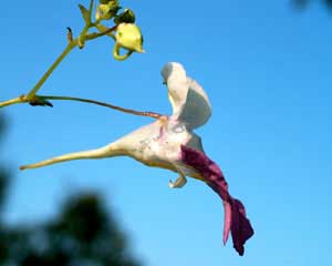 Impatiens balfourii (click per ingrandire l'immagine)