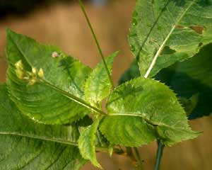 Impatiens balfourii (click per ingrandire l'immagine)