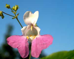 Impatiens balfourii (click per ingrandire l'immagine)