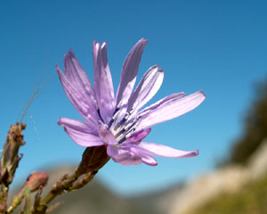 Lactuca perennis (click per ingrandire l'immagine)