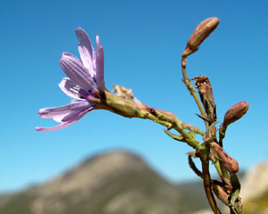 Lactuca perennis (click per ingrandire l'immagine)