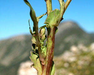 Lactuca perennis (click per ingrandire l'immagine)