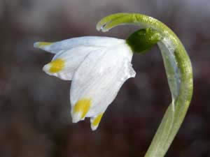 Leucojum vernum (click per ingrandire l'immagine)