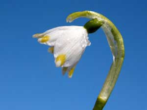 Leucojum vernum (click per ingrandire l'immagine)