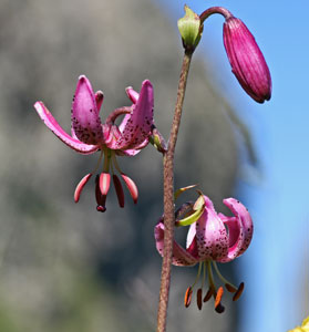 Lilium martagon (click per ingrandire l'immagine)