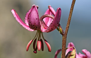 Lilium martagon (click per ingrandire l'immagine)
