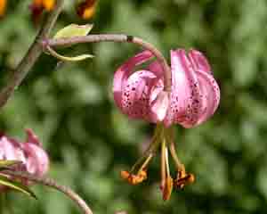 Lilium martagon (click per ingrandire l'immagine)