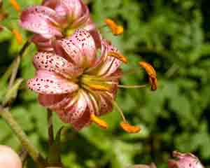 Lilium martagon (click per ingrandire l'immagine)