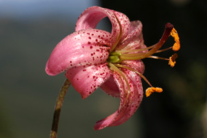 Lilium martagon (click per ingrandire l'immagine)
