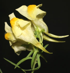 Linaria vulgaris (click per ingrandire l'immagine)
