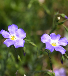 Linum alpinum (click per ingrandire l'immagine)