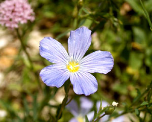 Linum alpinum (click per ingrandire l'immagine)