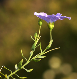 Linum alpinum (click per ingrandire l'immagine)