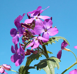 Lunaria rediviva (click per ingrandire l'immagine)