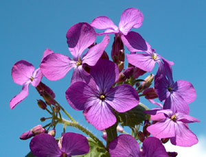 Lunaria rediviva (click per ingrandire l'immagine)